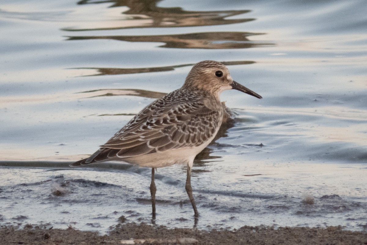 Bairdstrandläufer - ML187938701