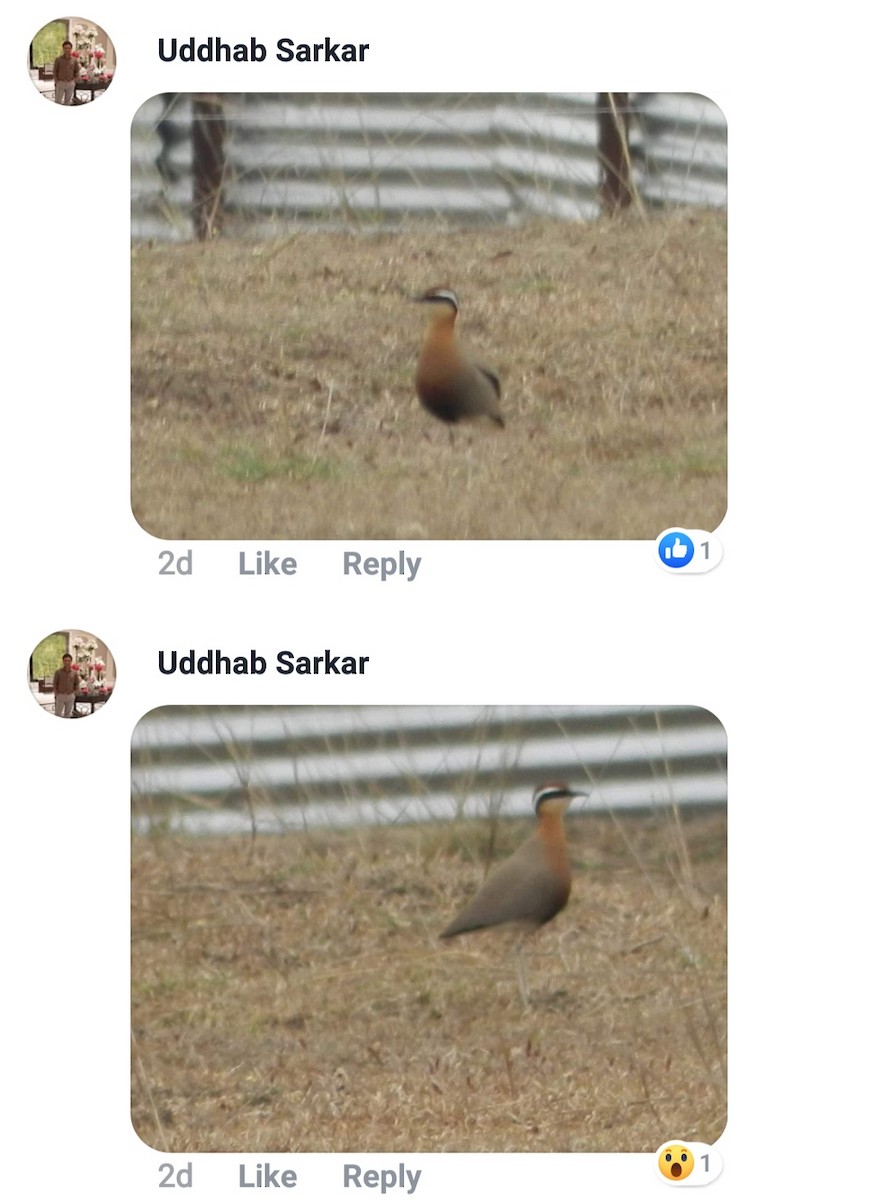 Indian Courser - ML187939241