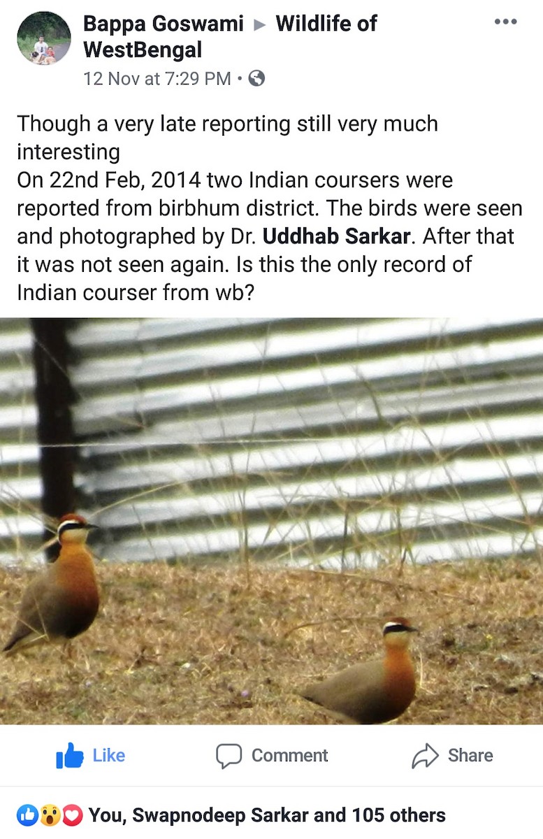 Indian Courser - ML187939261