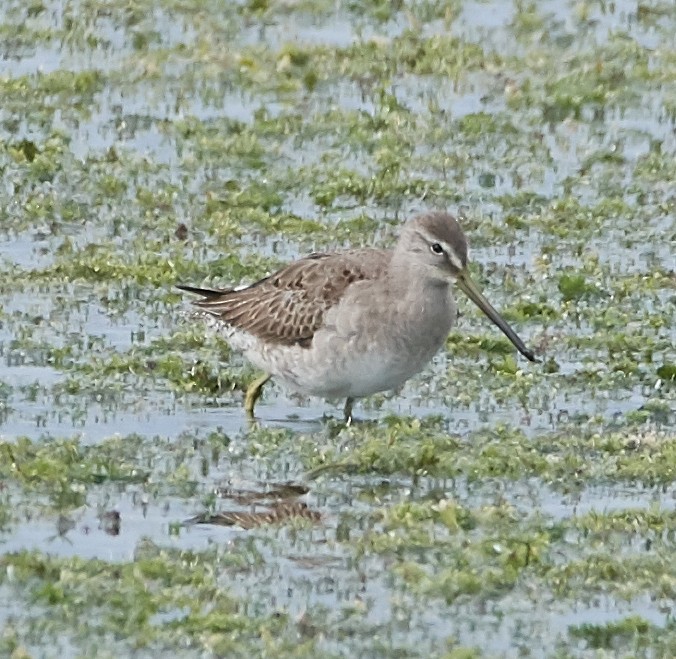 Long-billed Dowitcher - ML187940881