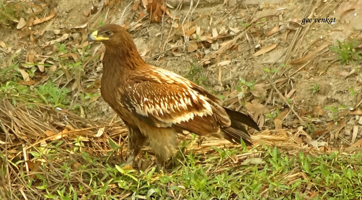 Greater Spotted Eagle - Geetha  Venkataraman