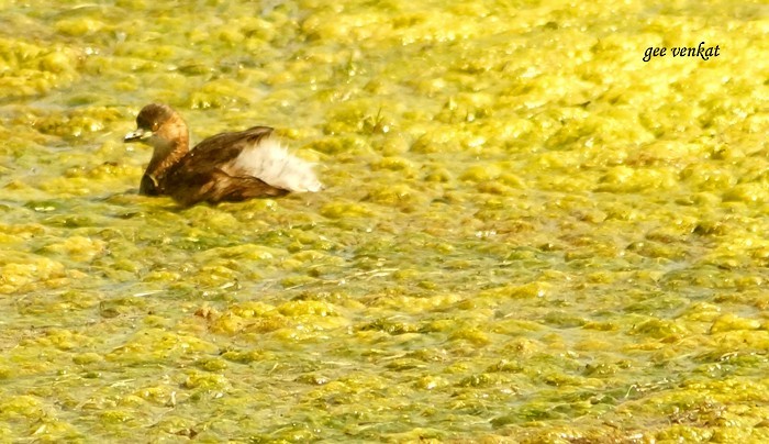 Little Grebe - ML187941941