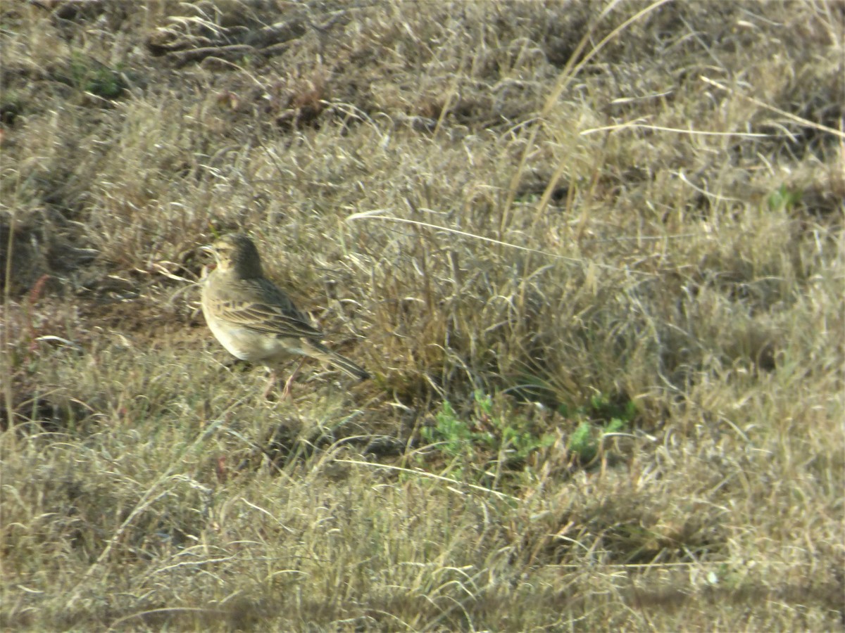 African Pipit - ML187942991