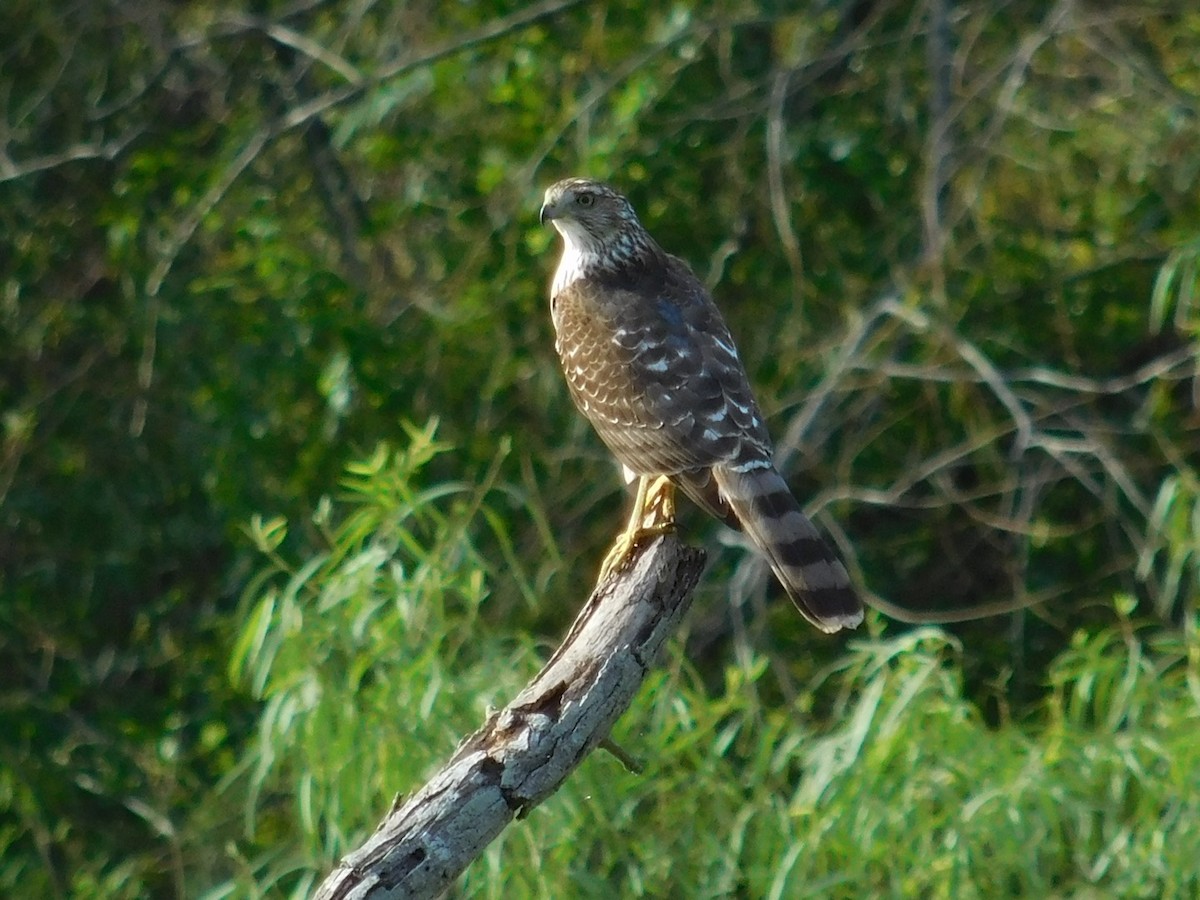 Cooper's Hawk - ML187943401