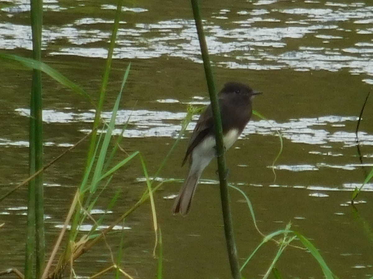 Black Phoebe - ML187943521