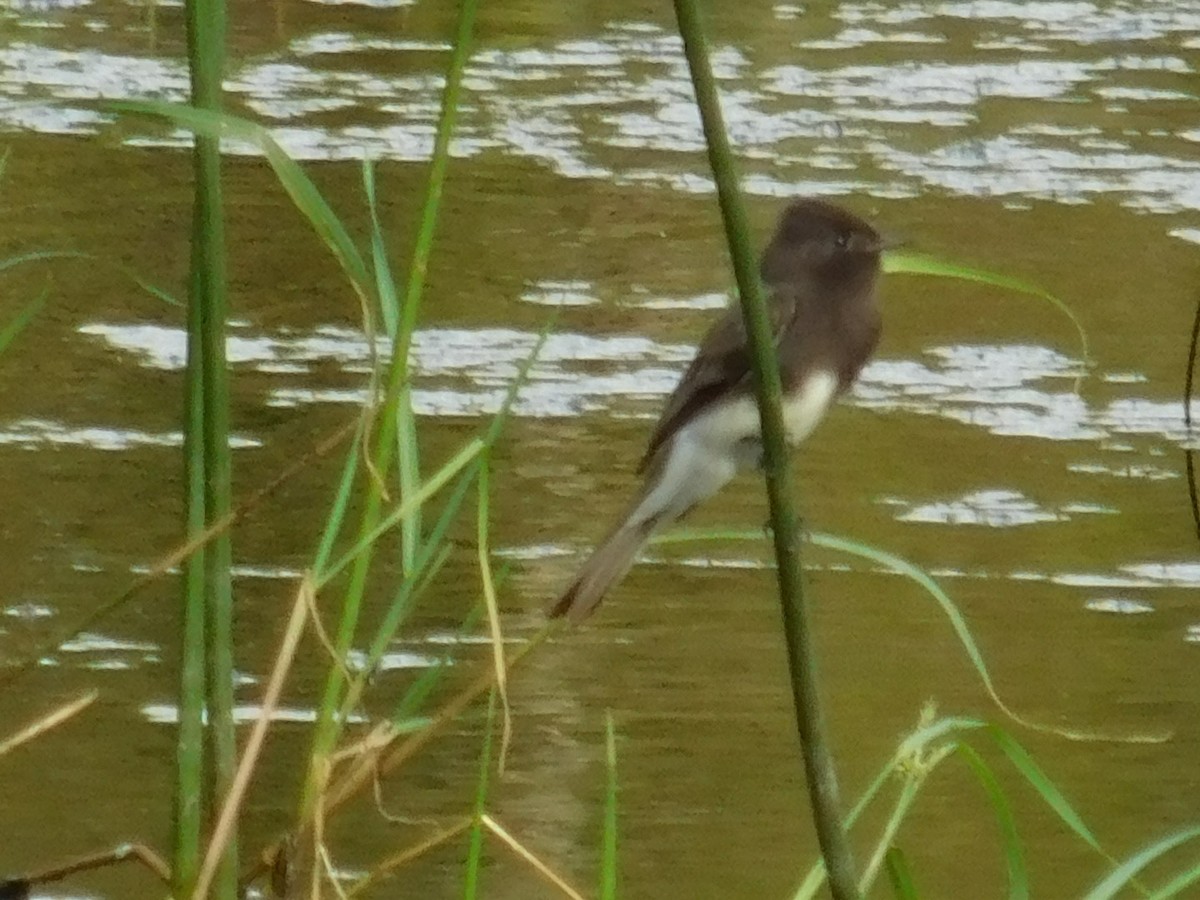 Black Phoebe - ML187943531