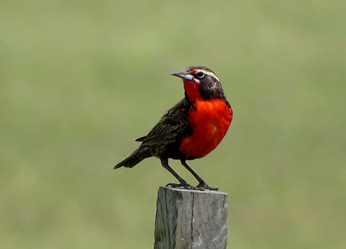 Pampas Meadowlark - ML187944041