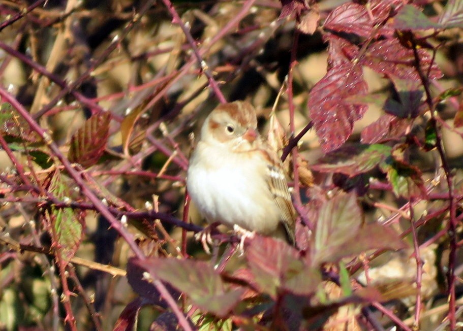 Field Sparrow - ML187950641