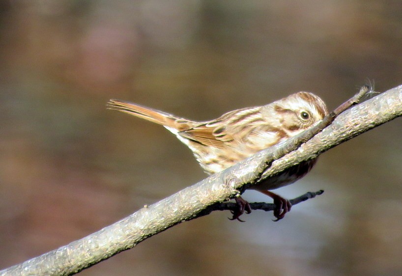 Song Sparrow - Michael Bowen