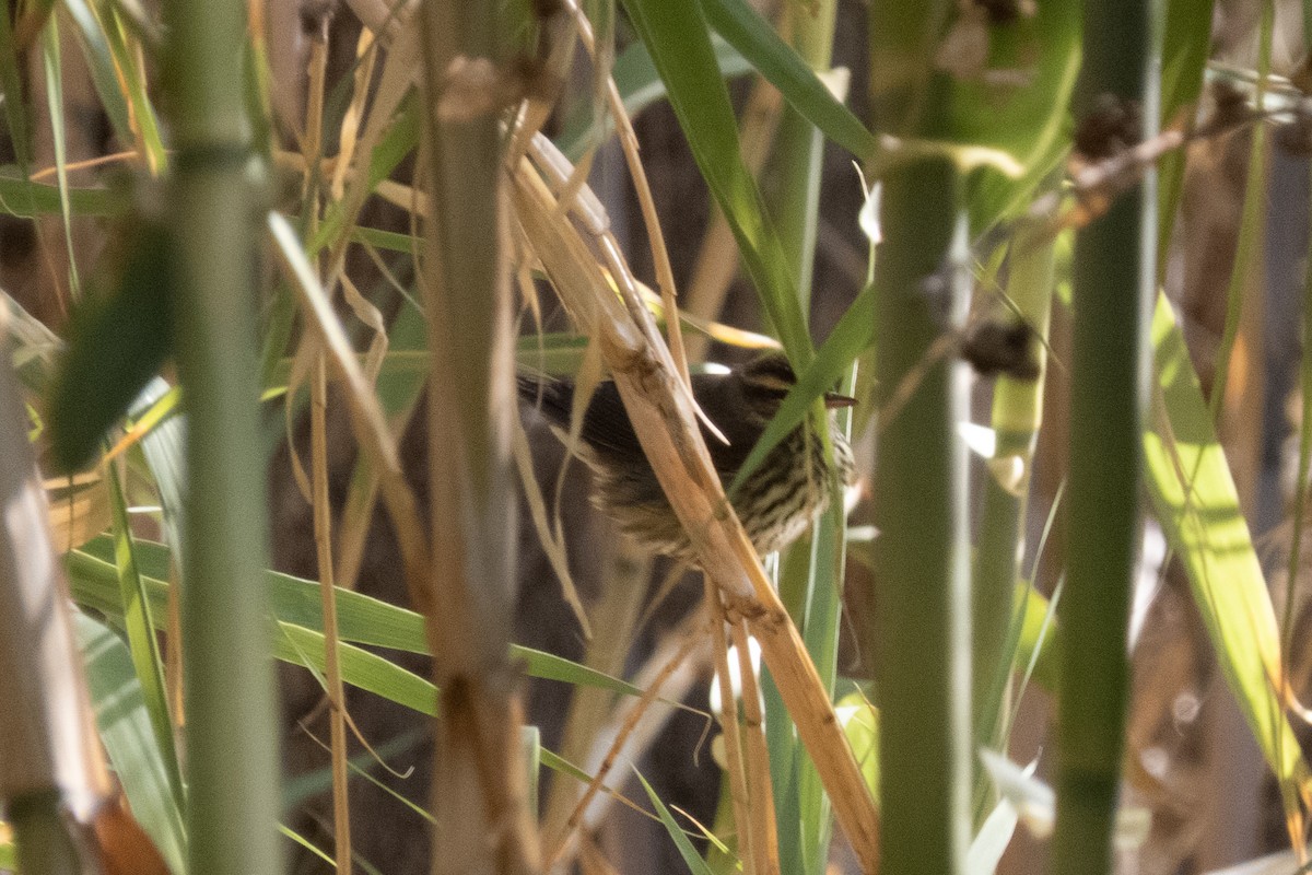 Northern Waterthrush - ML187952011