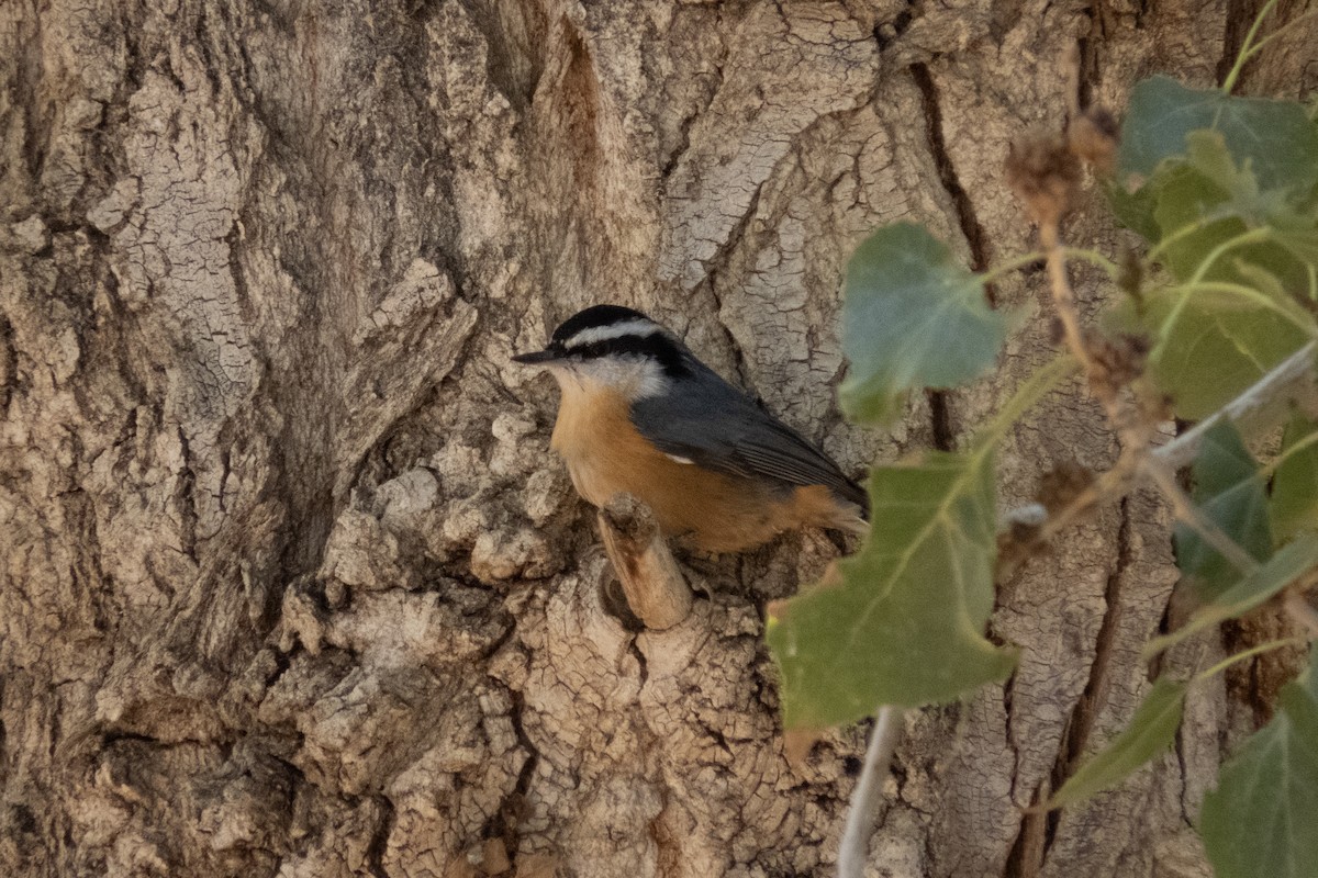 Red-breasted Nuthatch - ML187953011