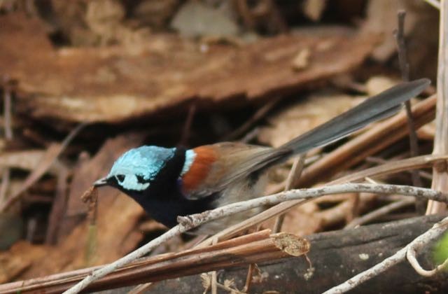 Red-winged Fairywren - ML187953071