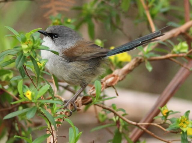 Red-winged Fairywren - ML187953121