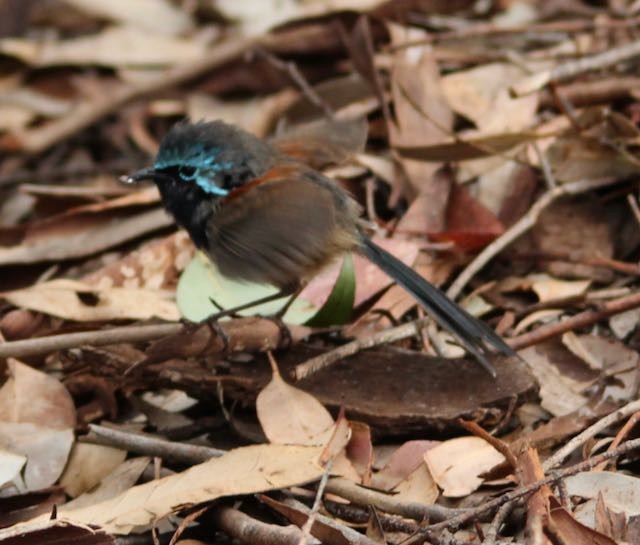 Red-winged Fairywren - ML187953151