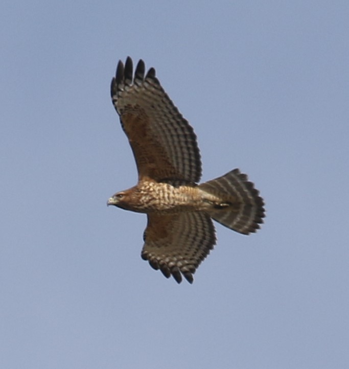 Red-shouldered Hawk - ML187954081