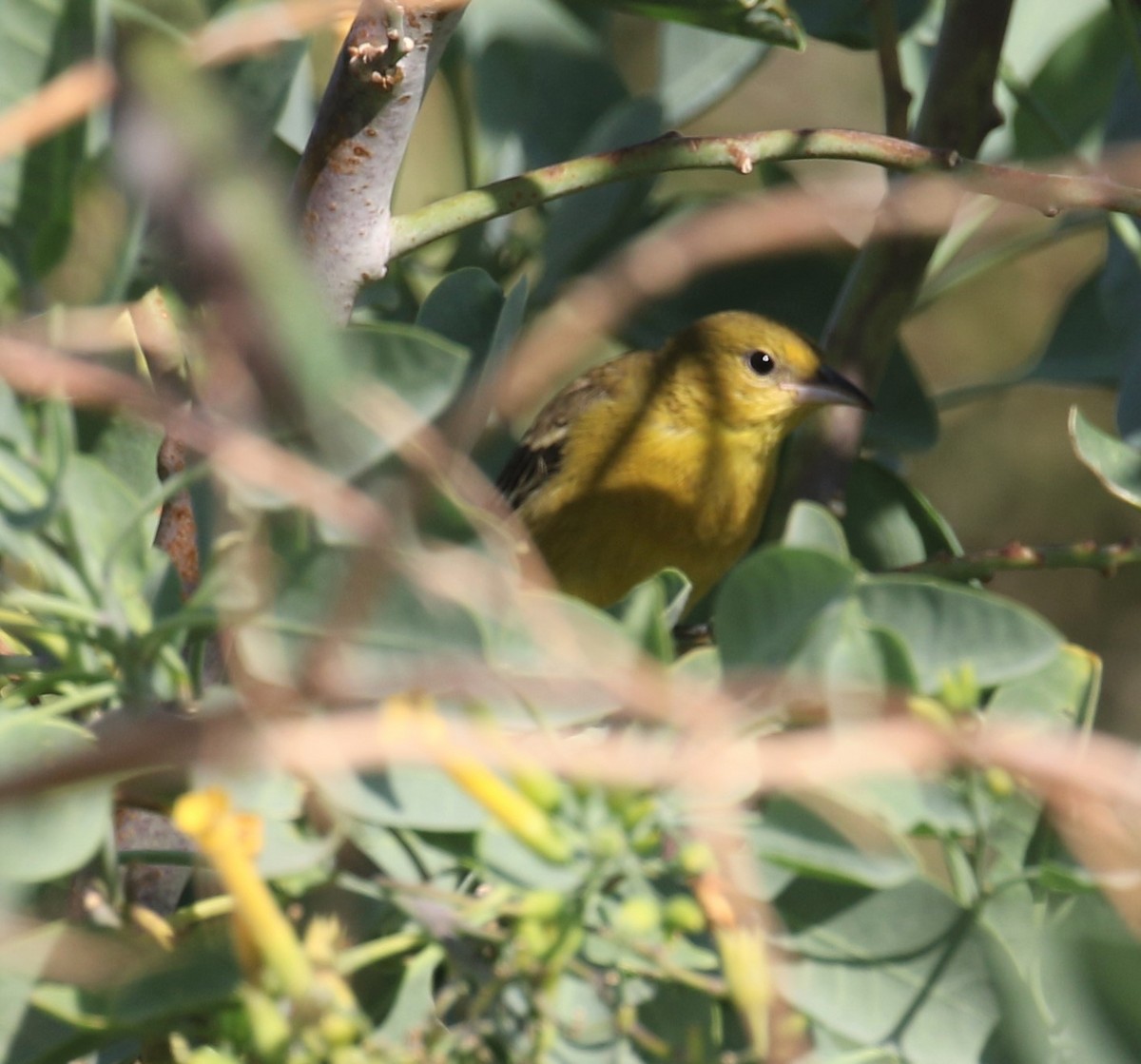 Orchard/Hooded Oriole - ML187954311