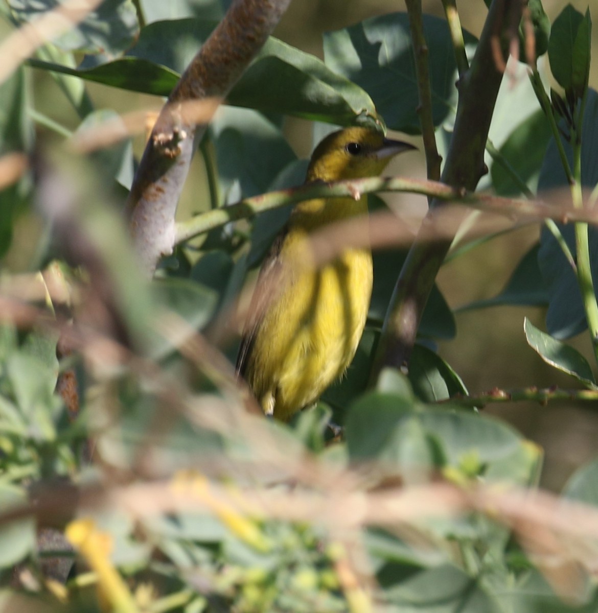 Orchard/Hooded Oriole - ML187954371