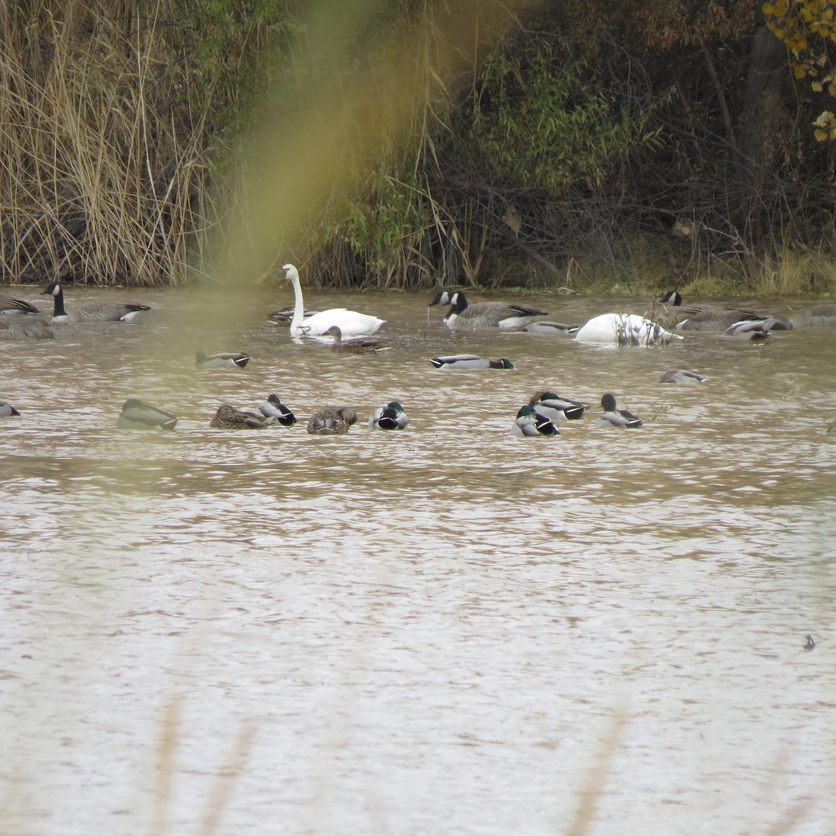 Tundra Swan - ML187955271