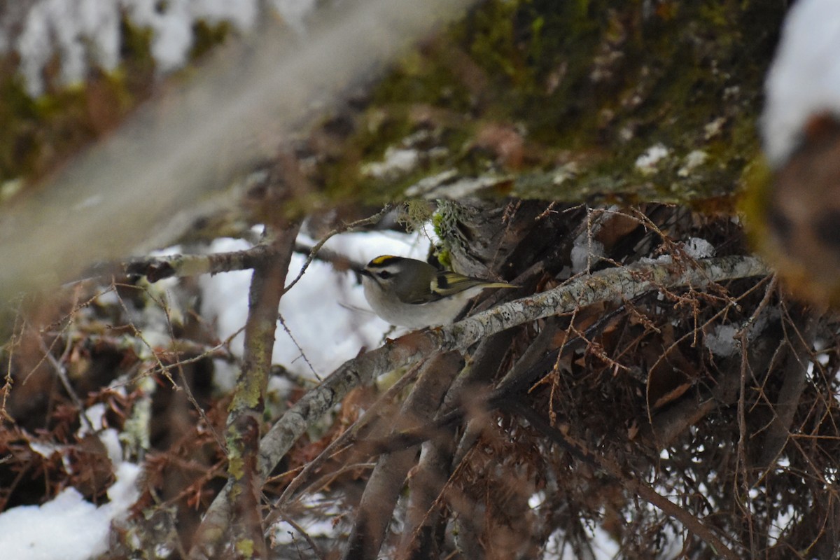 Golden-crowned Kinglet - ML187958171