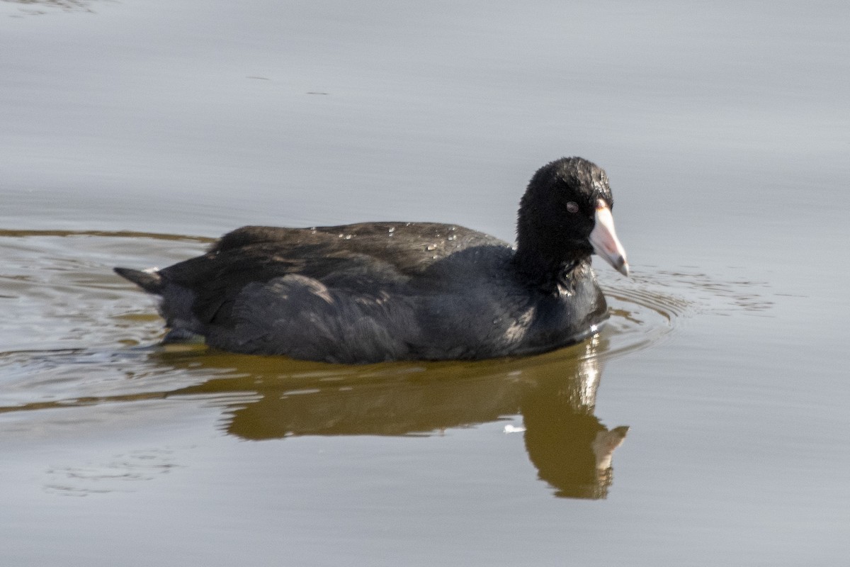 American Coot - ML187958411