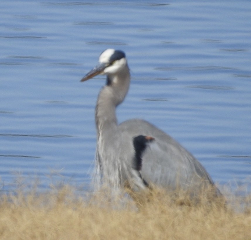 Great Blue Heron - Michael Dolfay