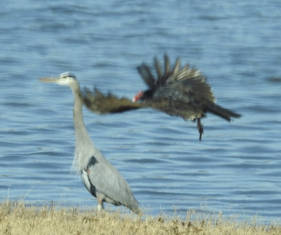 Great Blue Heron - ML187960281