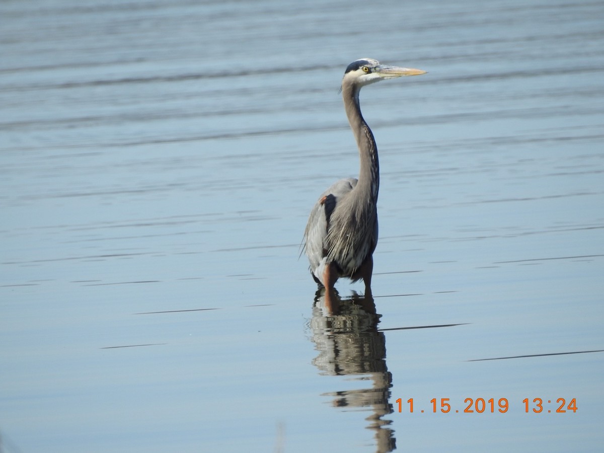 Great Blue Heron - ML187960291