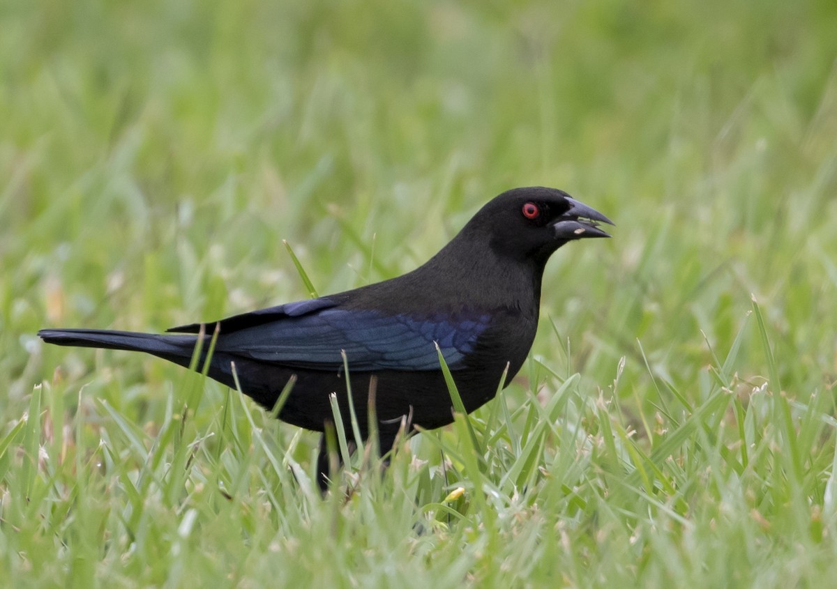 Bronzed Cowbird - ML187960891