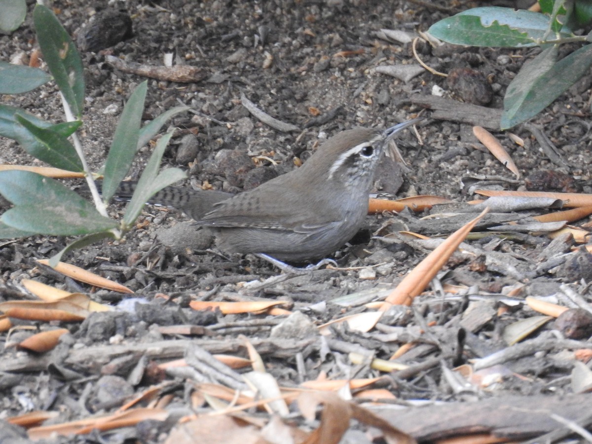 Cucarachero Colinegro - ML187961071