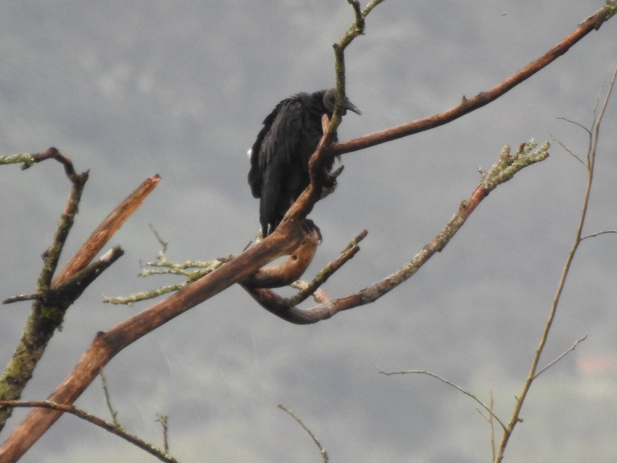 Black Vulture - Sergio Reyes