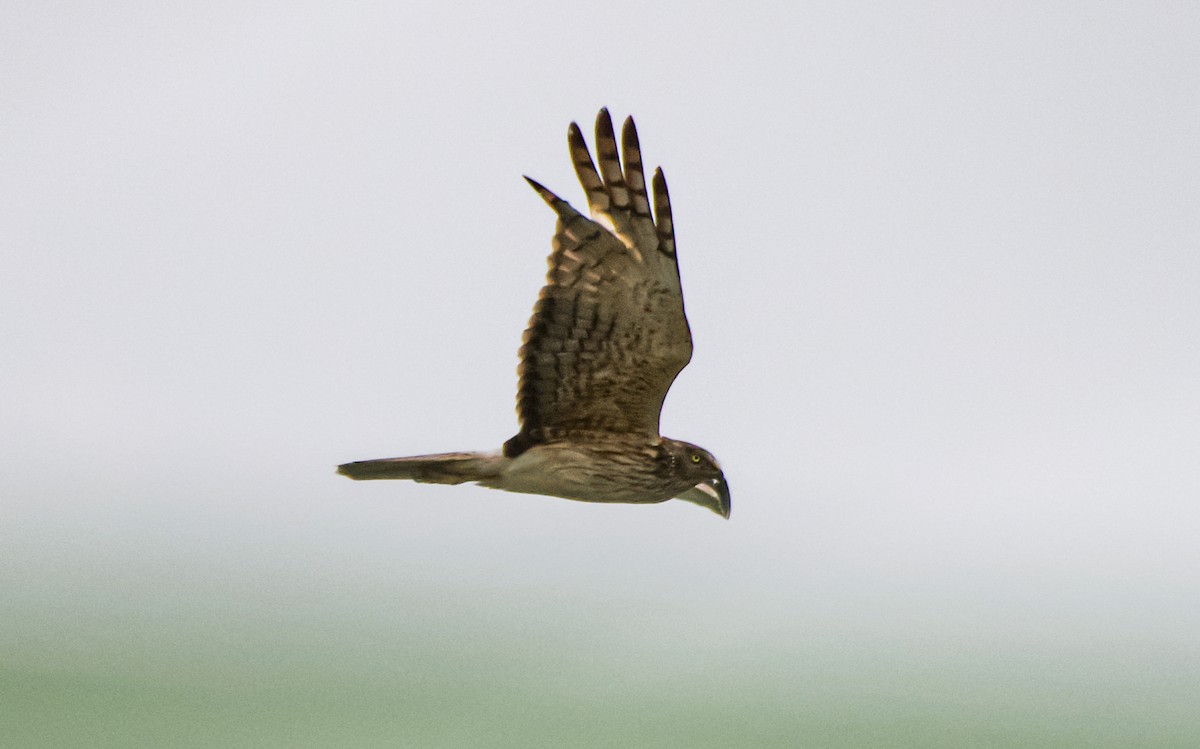 Swamp Harrier - ML187963431