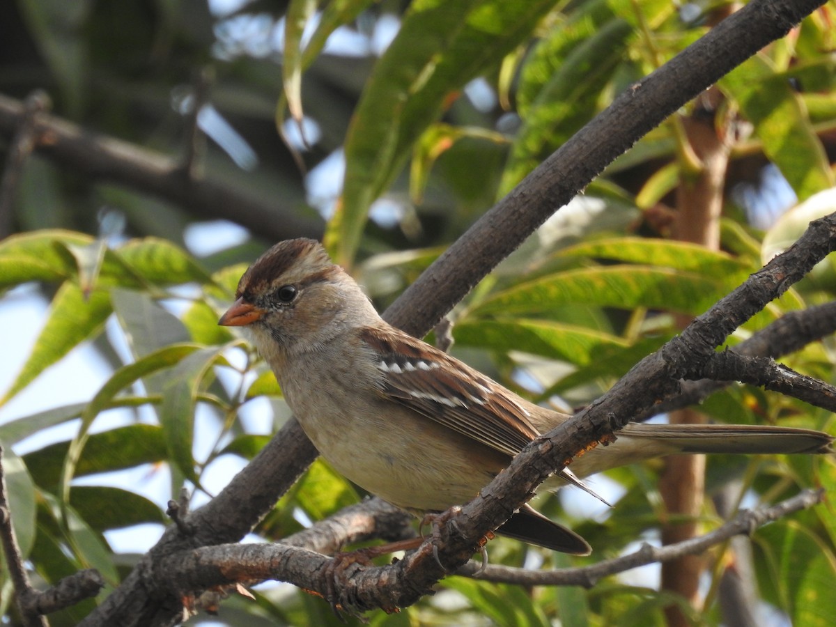 Bruant à couronne blanche - ML187963801