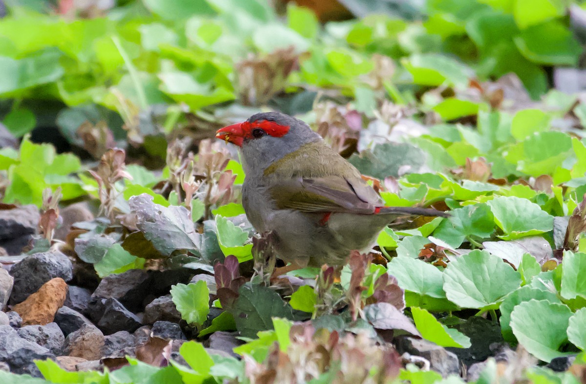 Red-browed Firetail - Philip Georgakakos