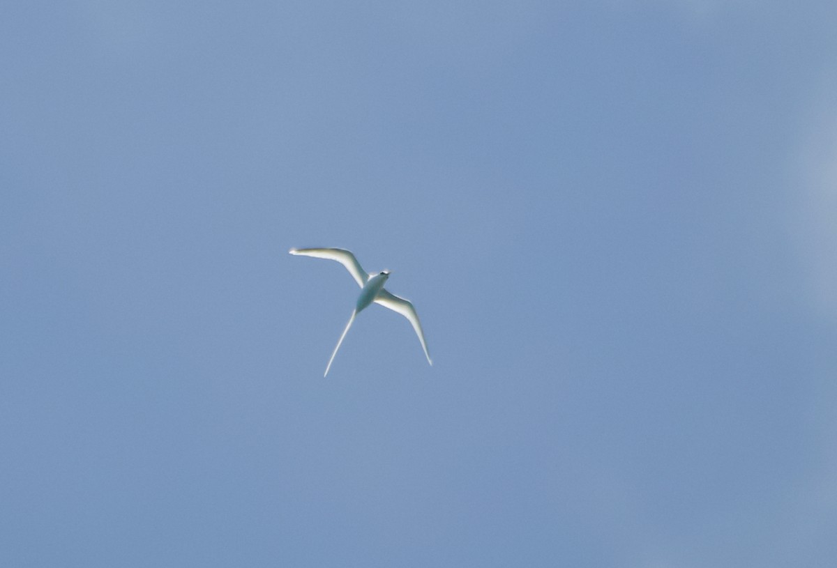 White-tailed Tropicbird - Philip Georgakakos