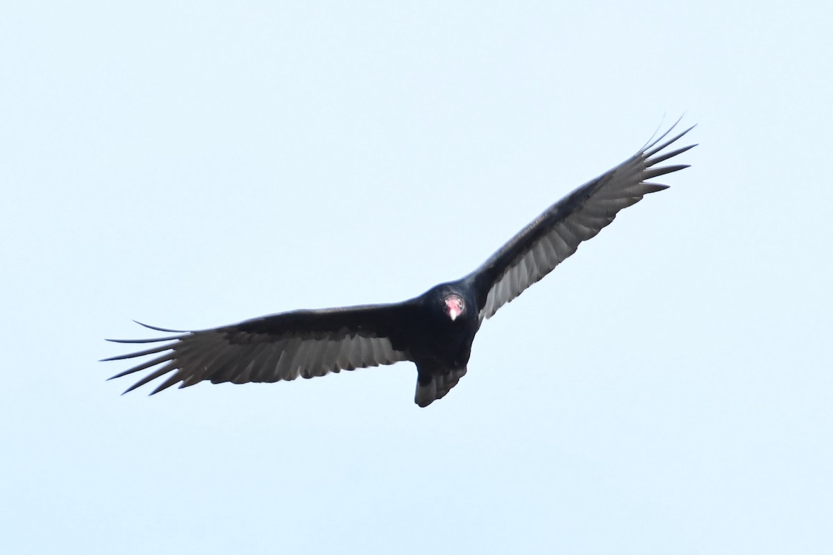 Turkey Vulture - ML187966611