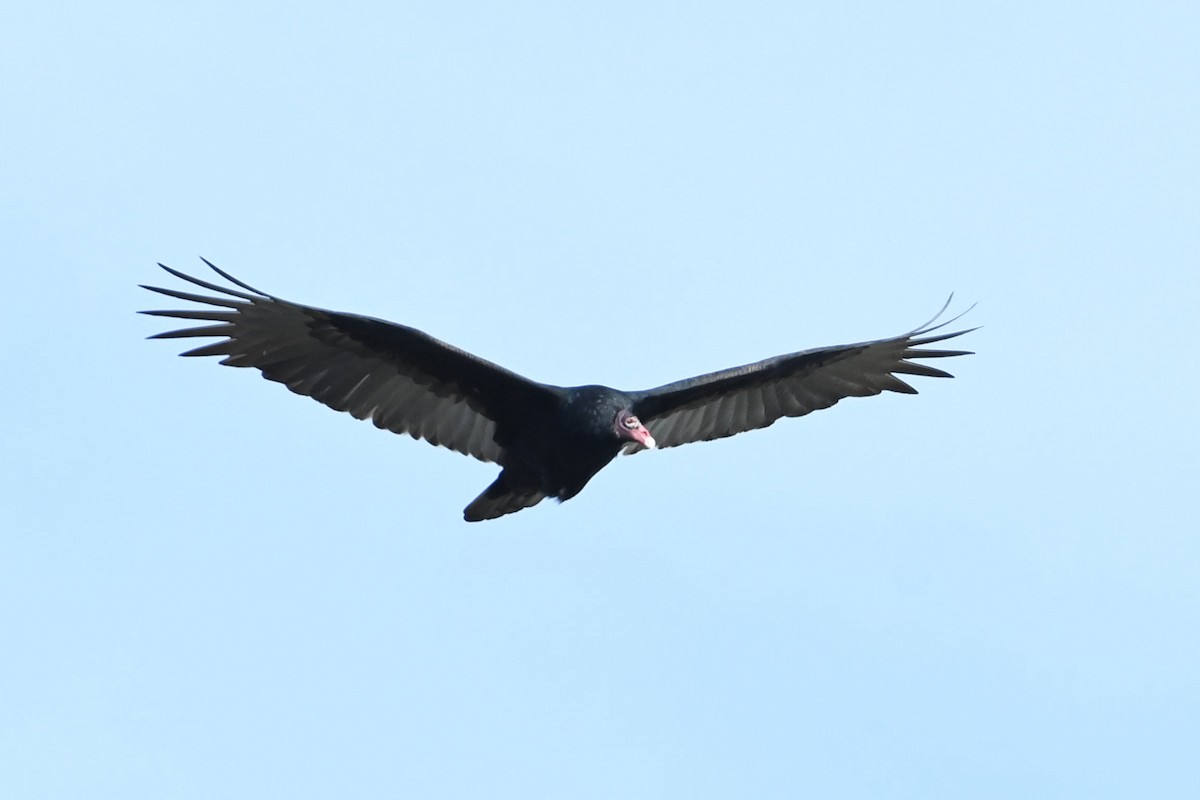 Turkey Vulture - ML187966621