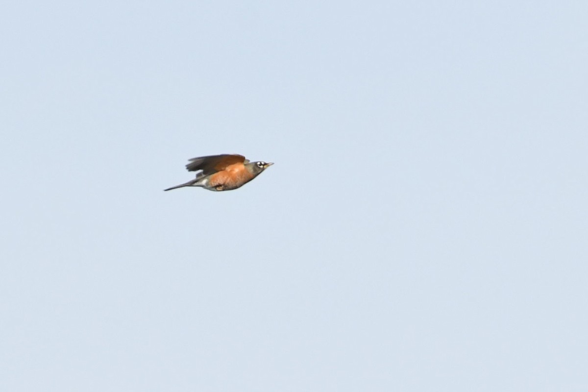 American Robin - Barry Blust