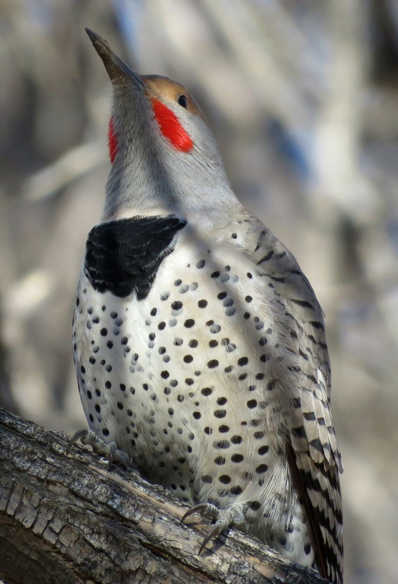 Northern Flicker (Red-shafted) - Patrick O'Driscoll