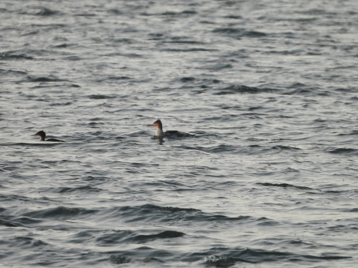 Сэвгэр бохио - ML187968751