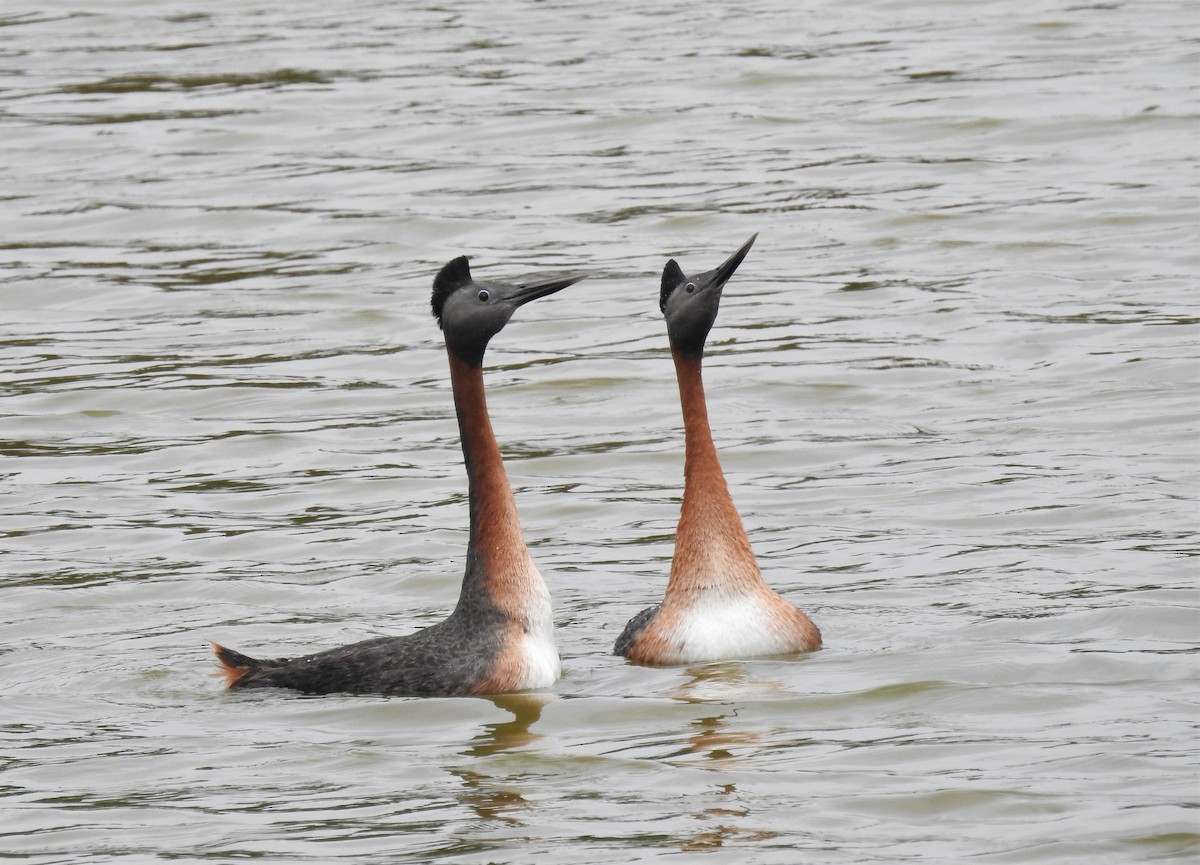 Great Grebe - ML187969141