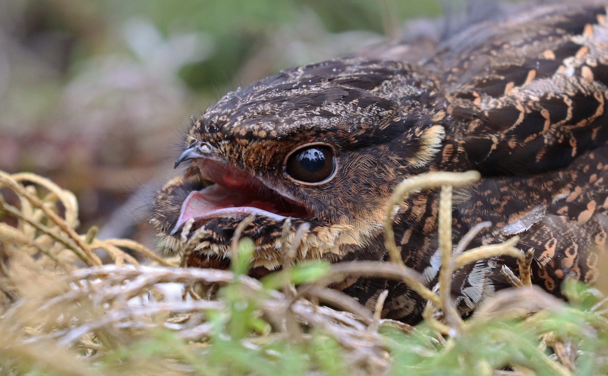 Diabolical Nightjar - ML187969241