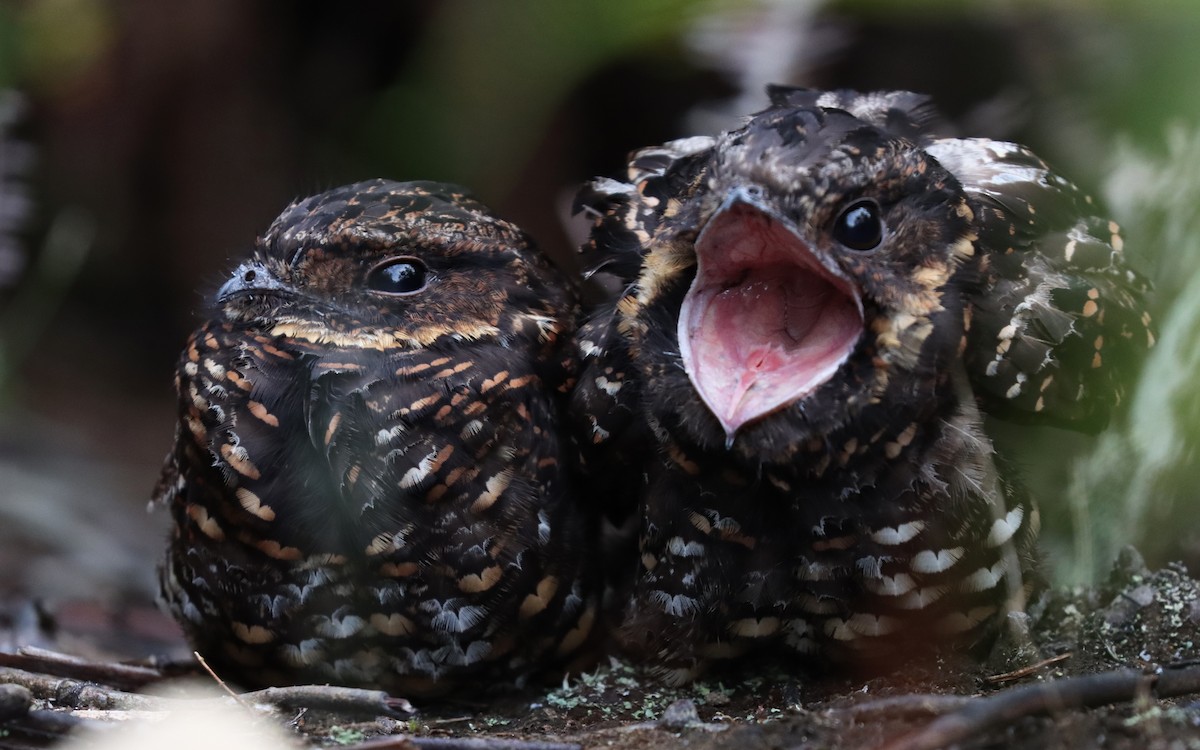 Diabolical Nightjar - ML187969251