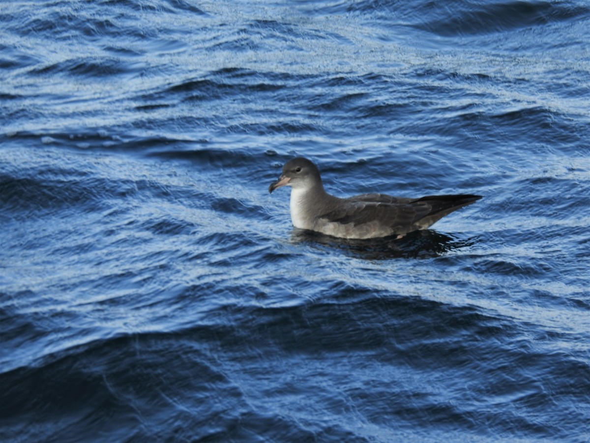 Pink-footed Shearwater - ML187970551