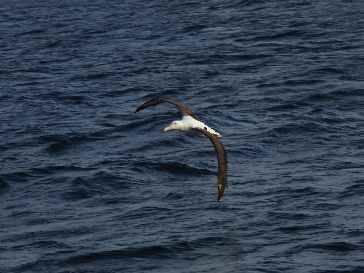 Northern Royal Albatross - ML187970561