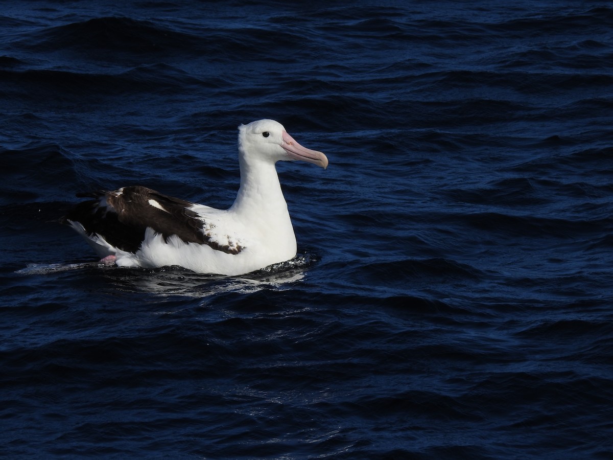 Northern Royal Albatross - ML187970901