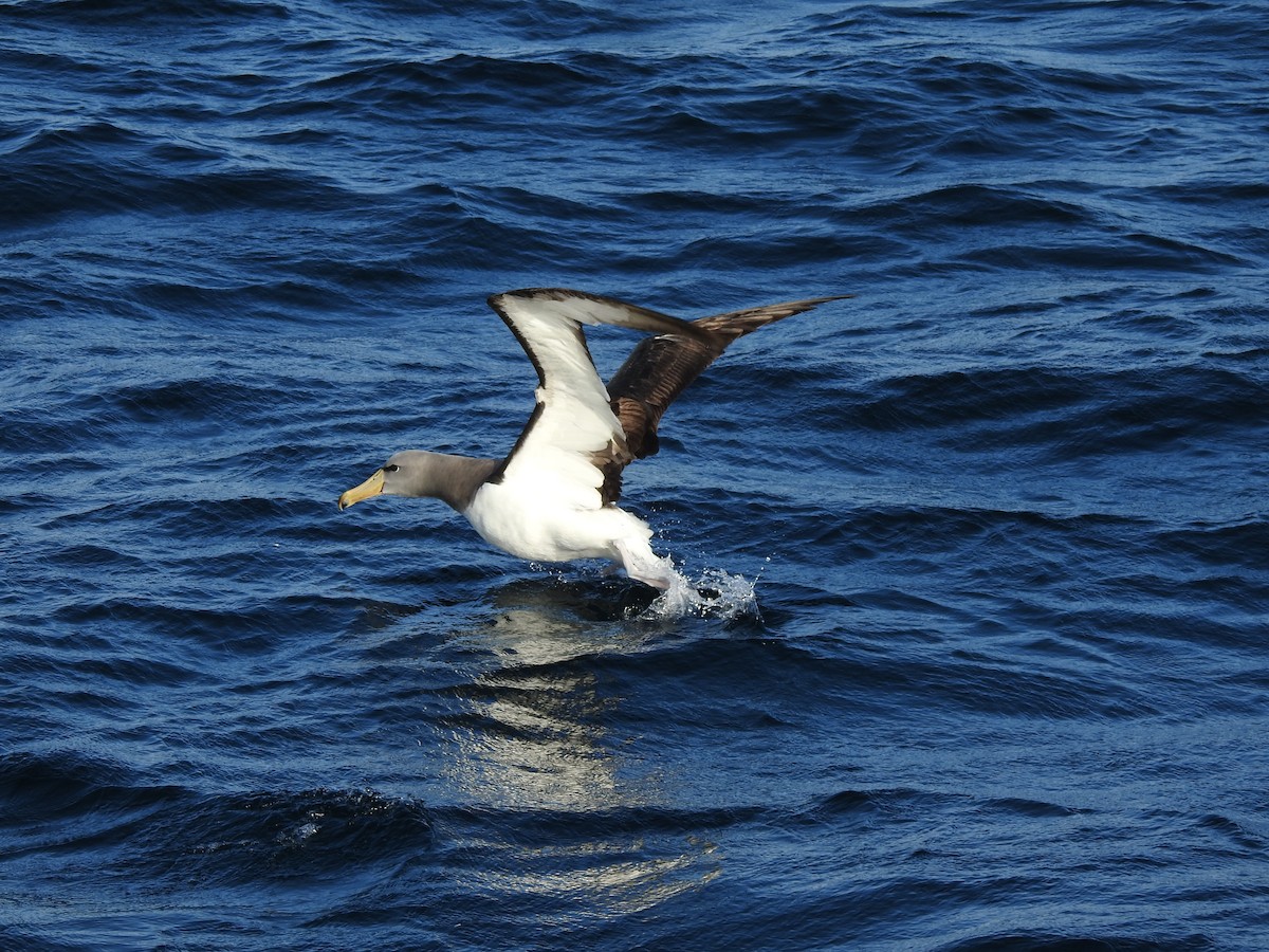 Albatros de las Chatham - ML187970931