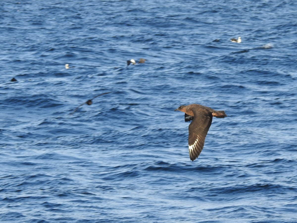 Chilean Skua - ML187971171