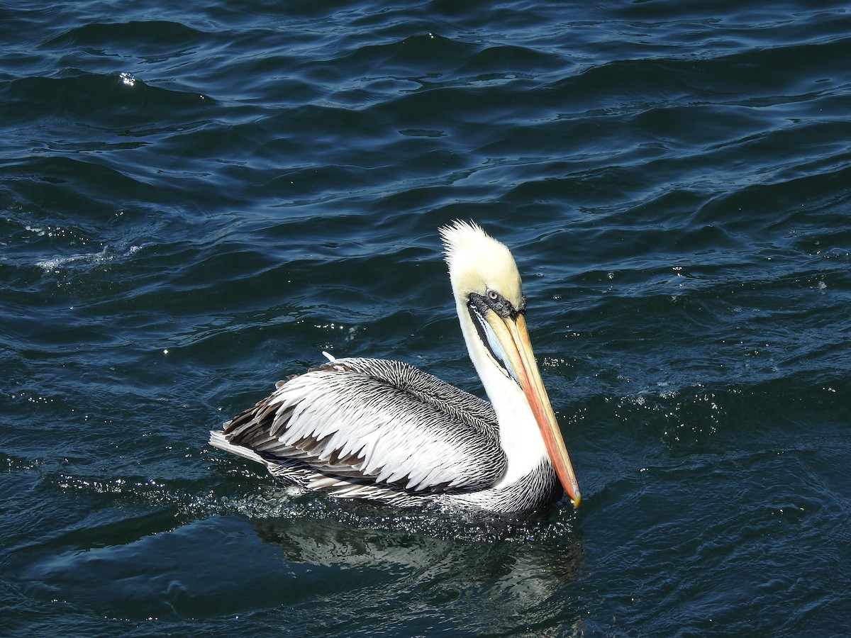 Peruvian Pelican - ML187971491