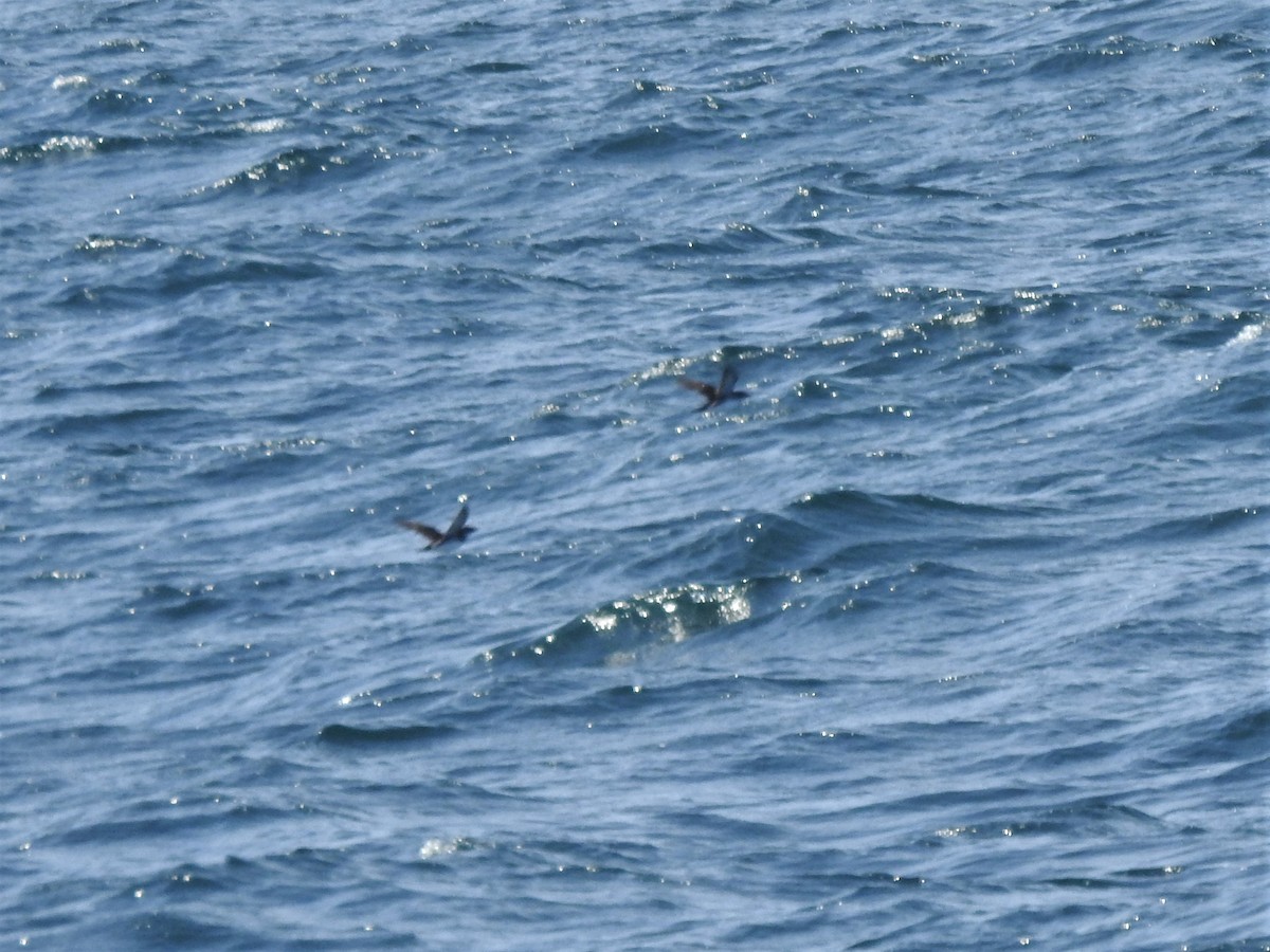 Peruvian Diving-Petrel - ML187971571