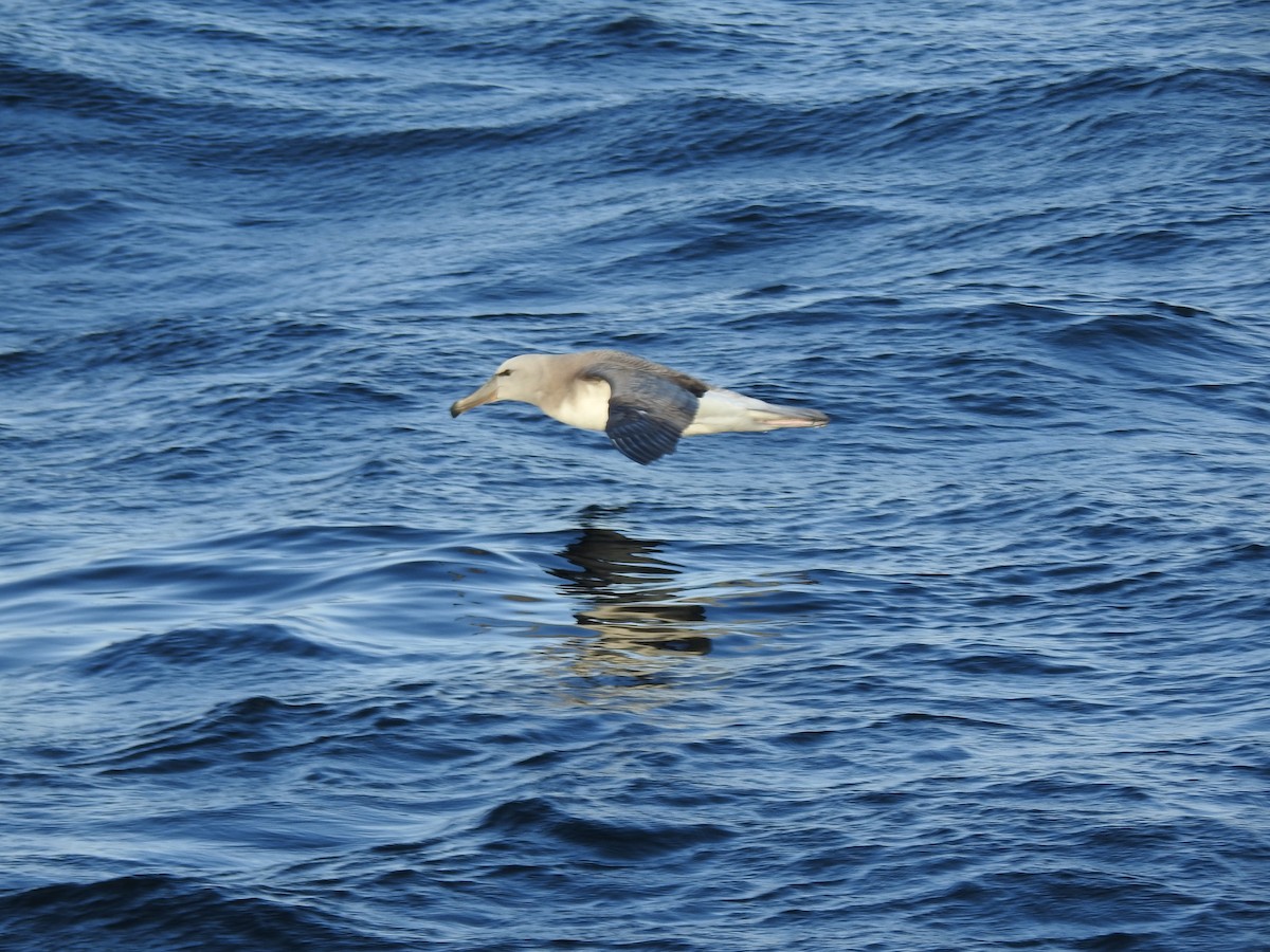 Salvin's Albatross - ML187971641